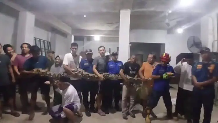 Ular Berbobot 1 Kuintal Tangkapan BPBD Kota Tangerang Diserahkan ke BKSDA