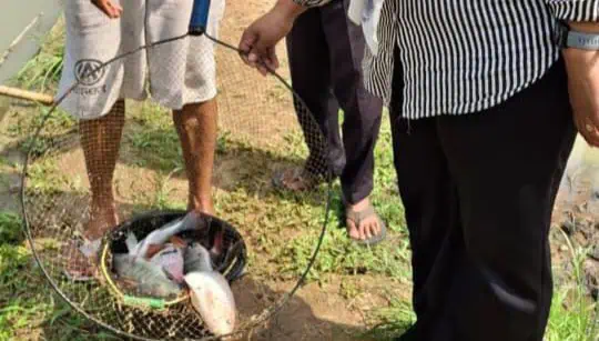 Budidaya Ikan Jadi Inovasi Ketahanan Pangan di Kaduagung, Panen Tiga Kali Setahun Budidaya Ikan Jadi Inovasi Ketahanan Pangan di Kaduagung, Panen Tiga Kali Setahun