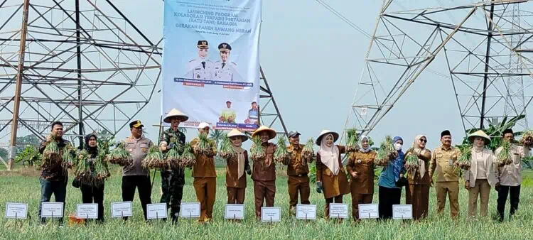 Produksi Rendah, Kebutuhan Bawang di Kabupaten Serang Masih Disupply dari Luar