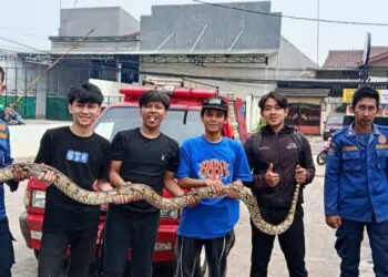 Damkar Tangsel Evakuasi Ular Sanca Dari Dalam Motor