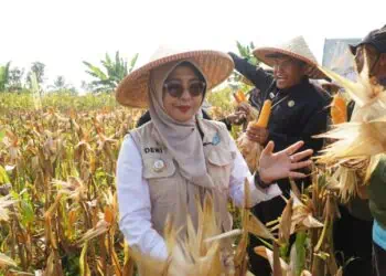 Panen Raya Jagung Bareng Poktan, Bupati Pandeglang Apresiasi Kerja Keras Petani