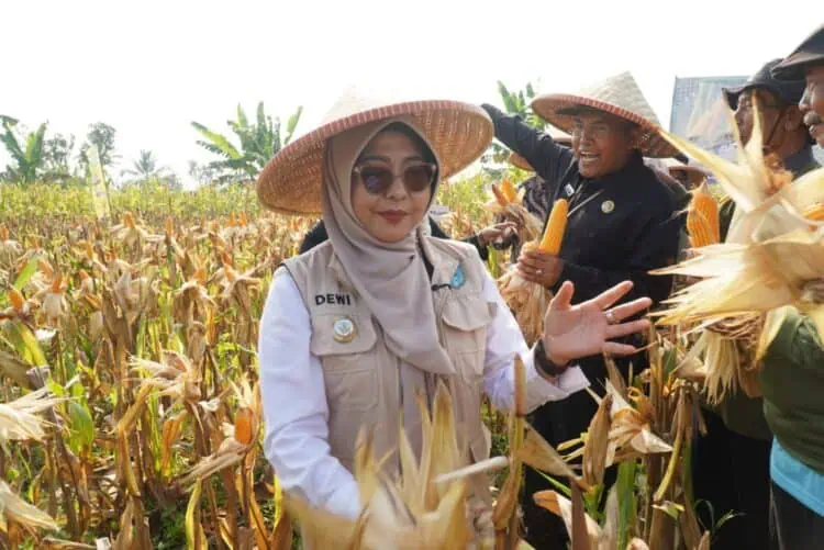Panen Raya Jagung Bareng Poktan, Bupati Pandeglang Apresiasi Kerja Keras Petani