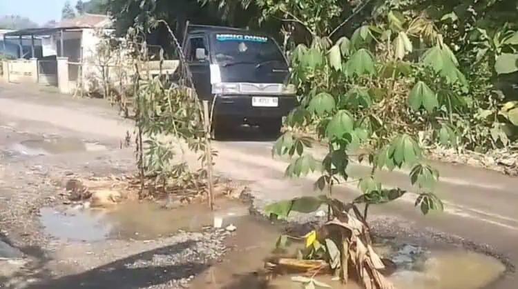 Protes Jalan Rusak, Warga di Lebak Tanam Singkong dan Batang Pisang, PUPR: Kita Nggak Ada Anggaran