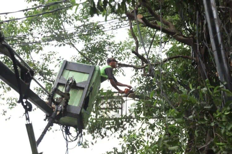 Cegah Tumbang Disbudpar Kota Tangerang Pangkas Pohon
