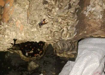 Sarang Tawon Vespa Berhasil Dievakuasi dari Rumah Warga Larangan
