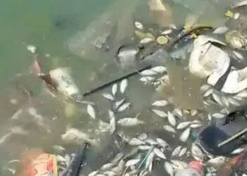 Ribuan Ikan Mati di Situ Cangkring Periuk, DLH Kota Tangerang Bakal Turunkan Tim