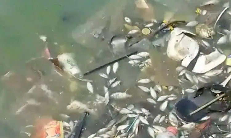 Ribuan Ikan Mati di Situ Cangkring Periuk, DLH Kota Tangerang Bakal Turunkan Tim