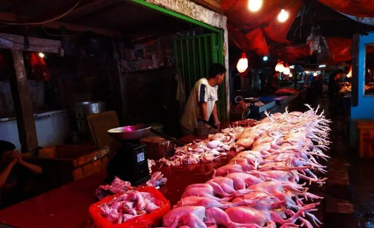 Di Lebak, MBG Diduga Turut Picu Kenaikan Harga Daging dan Telur Ayam
