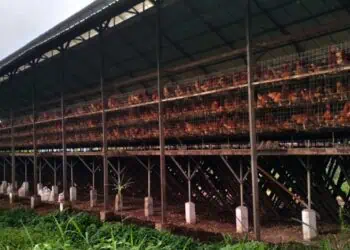 Lima Daerah di Banten Jadi Lokus Pengembangan Peternakan Unggas