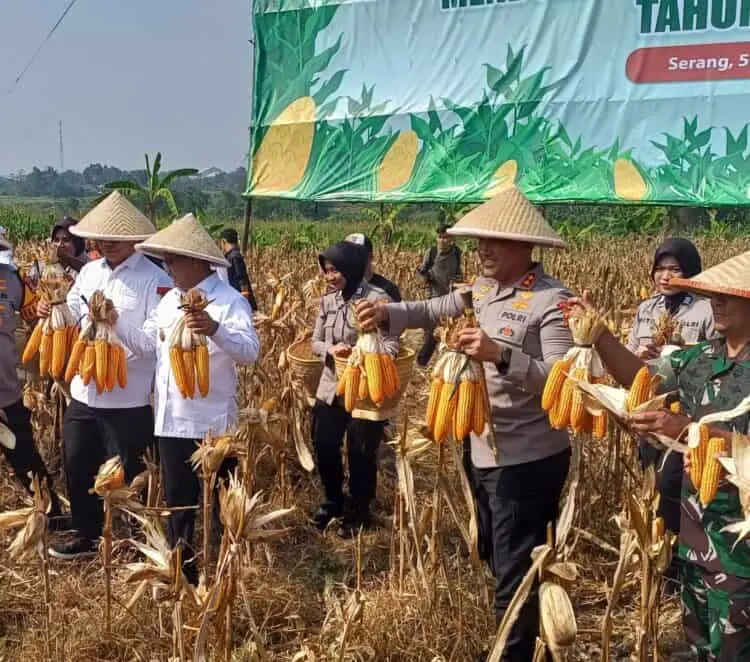 Untuk Suksesnya Swasembada Jagung, Provinsi Banten Butuh 500.000 Hektar Lahan