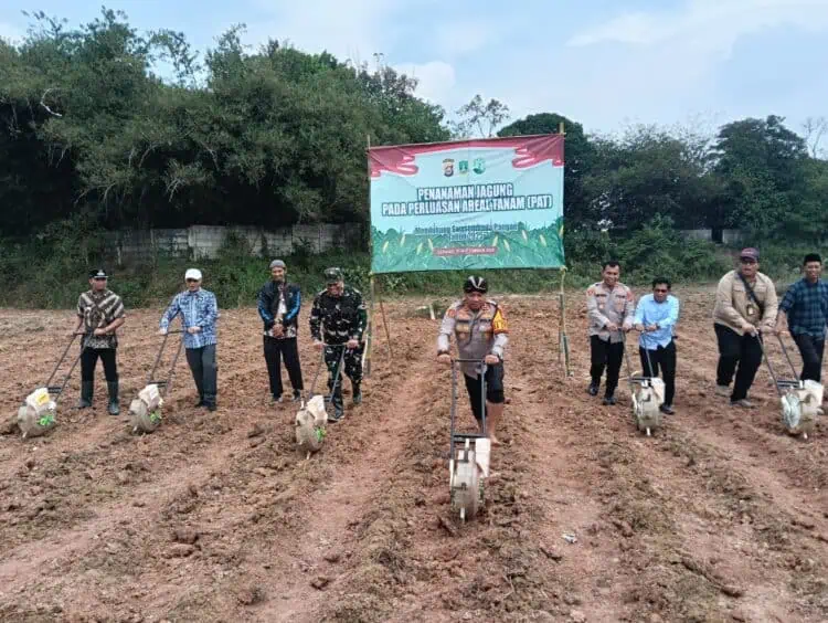 Polres Serang dan Kelompok Tani Serentak Tanam Jagung di 4 Lokasi
