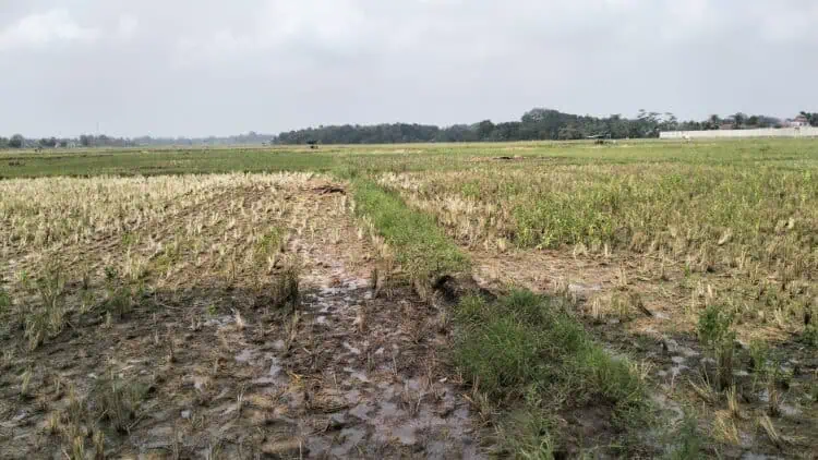 Pemprov Banten Dukung Swasembada Pangan, Petani Minta Saluran Irigasi Dioptimalkan