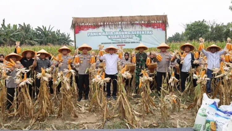 Ribuan Hektare Lahan Masih Nganggur, Program Tanam Jagung Serentak di Banten Belum Optimal