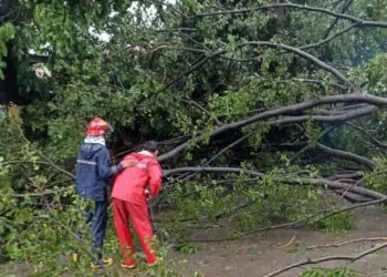 Diterjang Angin Kencang, 8 Pohon Tumbang di Tangerang, Tiga Rumah Warga Tertimpa