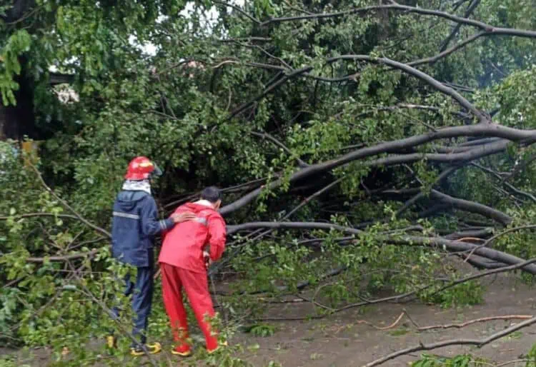 Diterjang Angin Kencang, 8 Pohon Tumbang di Tangerang, Tiga Rumah Warga Tertimpa