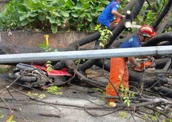 Hujan Deras, Pohon Tumbang Timpa Motor di Jatiuwung Hingga Ringsek