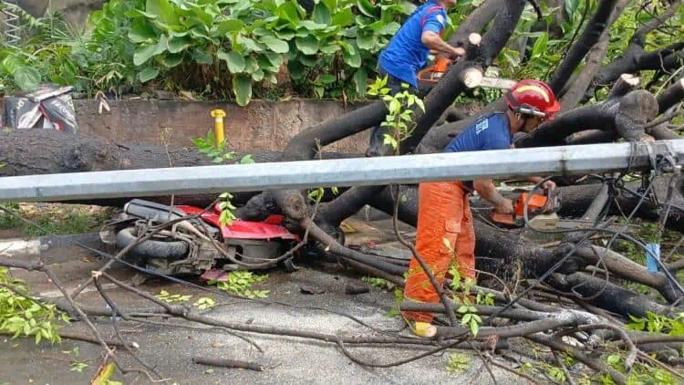 Hujan Deras, Pohon Tumbang Timpa Motor di Jatiuwung Hingga Ringsek