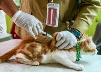 Mumpung Gratis, Datang dan Bawa Hewan Peliharaan ke Puskeswan Pandeglang untuk Vaksin Anti Rabies