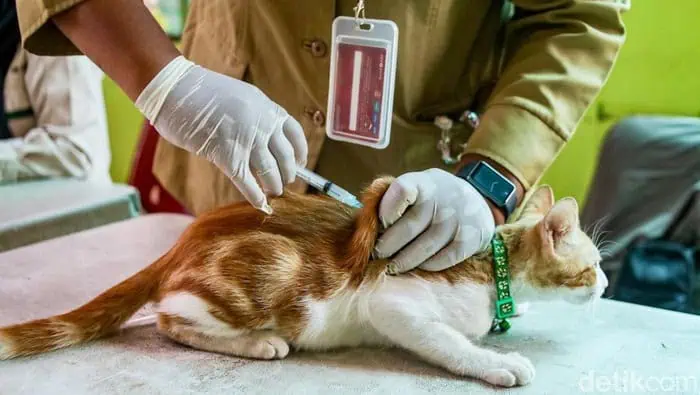 Mumpung Gratis, Datang dan Bawa Hewan Peliharaan ke Puskeswan Pandeglang untuk Vaksin Anti Rabies