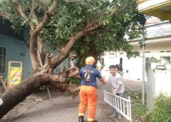 36 Pohon Tumbang di Kota Tangerang Usai Hujan Deras Mengguyur