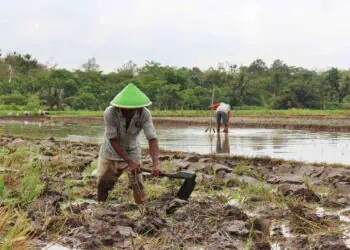 Cegah Gagal Panen, DPKP Kabupaten Tangerang Lakukan Mitigasi