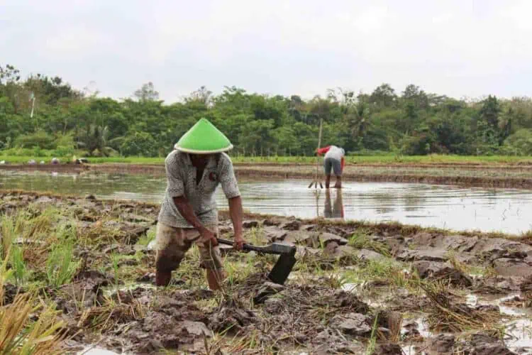 Cegah Gagal Panen, DPKP Kabupaten Tangerang Lakukan Mitigasi