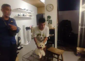 Dalam Sehari, Damkar Tangsel Tangkap Ular Hingga Selamatkan Anjing Tertusuk Besi