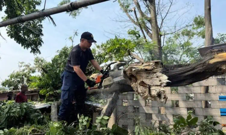 Waspada Pohon Tumbang, BPBD Kota Tangerang Imbau Masyarakat Saat Angin Kencang