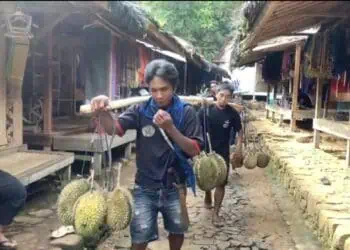 Jangan Terlewatkan, Musim Panen Durian Baduy Telah Tiba