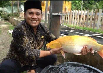 Besok, Festival Ikan Mas Sinyonya Kembali Digelar di Desa Bandung Pandeglang