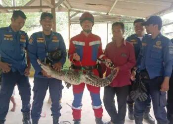 Warga Kranggan Heboh, Ada Buaya Masuk ke Empang