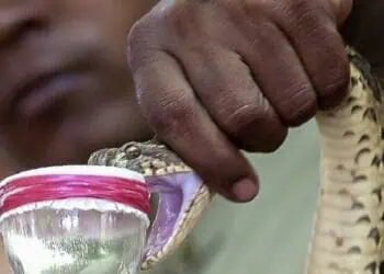 Pemkab Lebak Siapkan Rp 642 Juta untuk Antivenom Impor Thailand
