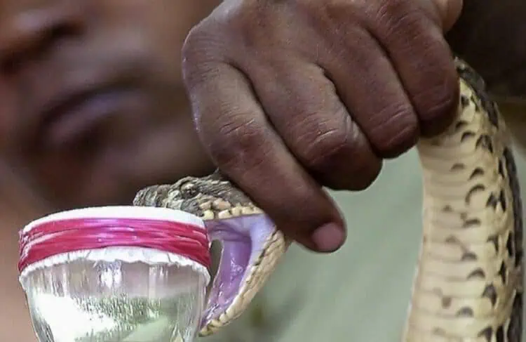Pemkab Lebak Siapkan Rp 642 Juta untuk Antivenom Impor Thailand