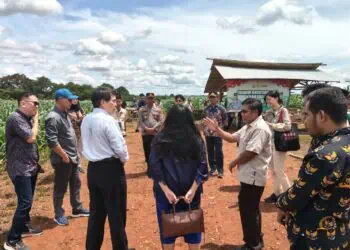Delegasi Tiongkok Kunjungi Perkebunan Jagung di Kopo Kabupaten Serang