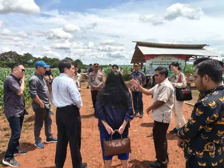 Delegasi Tiongkok Kunjungi Perkebunan Jagung di Kopo Kabupaten Serang