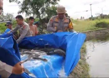 Kapolres Serang AKBP Condro Sasongko, tebar benih lele di kolam Puspemkab. (ISTIMEWA)