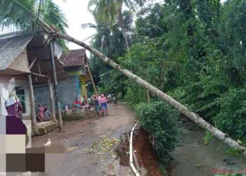 Longsor, Pohon Tumbang Timpa Rumah Warga di Menes Pandeglang. (ISTIMEWA)
