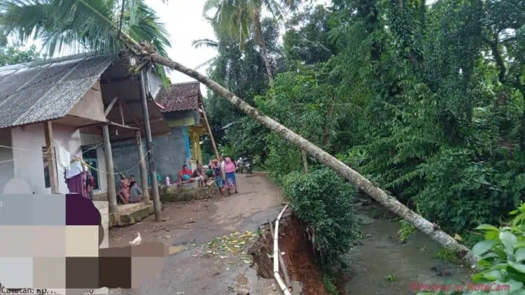 Longsor, Pohon Tumbang Timpa Rumah Warga di Menes Pandeglang. (ISTIMEWA)