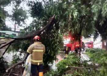 BPBD Kota Tangerang Tangani Dua Kejadian Pohon Tumbang dalam Sehari