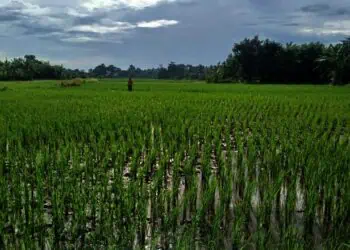 Petani Minta Pemkab Tangerang Ekstra Jaga Lahan Pertanian dari Alih Fungsi