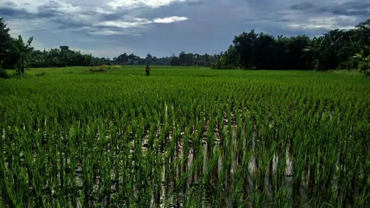 Petani Minta Pemkab Tangerang Ekstra Jaga Lahan Pertanian dari Alih Fungsi