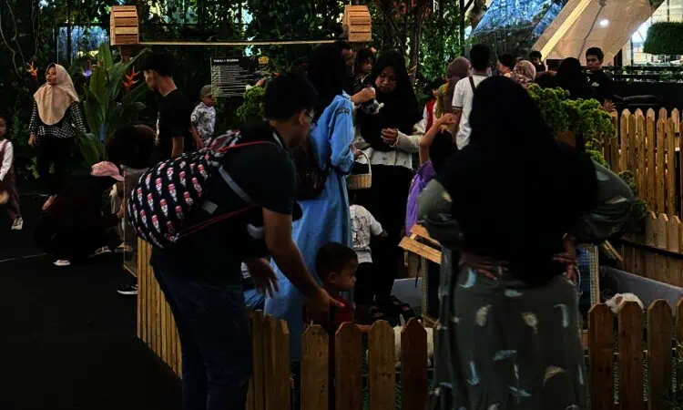 Jungle Wonderland with deHakims, Petualangan Satwa di Mal Ciputra Tangerang