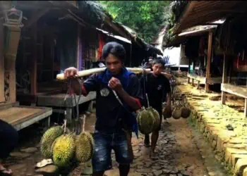 Akibat Hujan Tinggi, Musim Durian Baduy Menurun