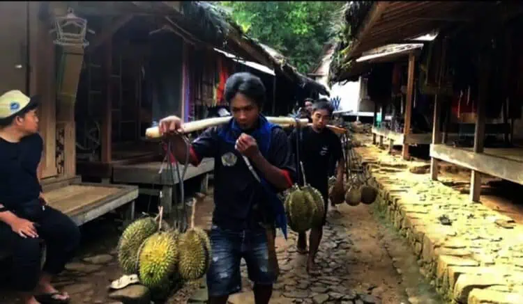 Akibat Hujan Tinggi, Musim Durian Baduy Menurun