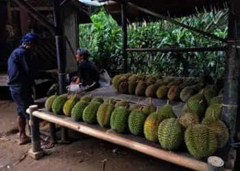 Warga Baduy Siap Sambut Wisatawan Akhir Tahun dengan Durian Lokal