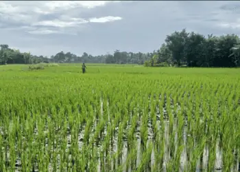 60 Hektare Sawah Berpotensi Gagal Panen di Kabupaten Tangerang