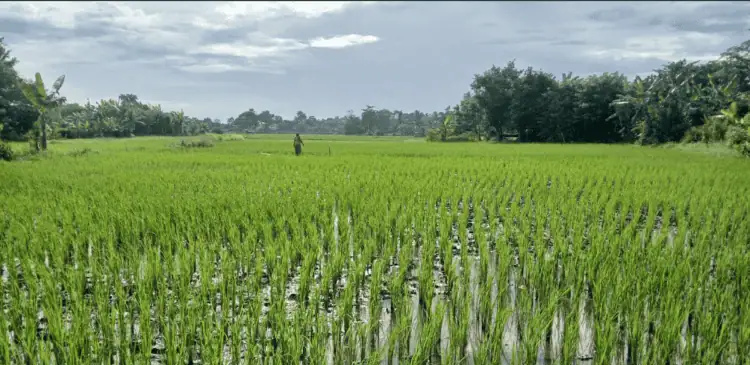 60 Hektare Sawah Berpotensi Gagal Panen di Kabupaten Tangerang