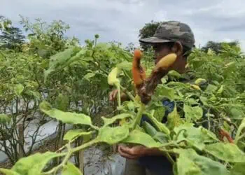 Cuaca Ekstrem Sebabkan Buah Cabai Busuk, Petani di Lebak Gagal Panen