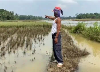 Sawah Terendam Berulang, Petani Cibadak Lebak Desak Normalisasi Kali Cisangu