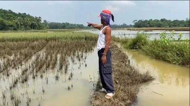 Sawah Terendam Berulang, Petani Cibadak Lebak Desak Normalisasi Kali Cisangu